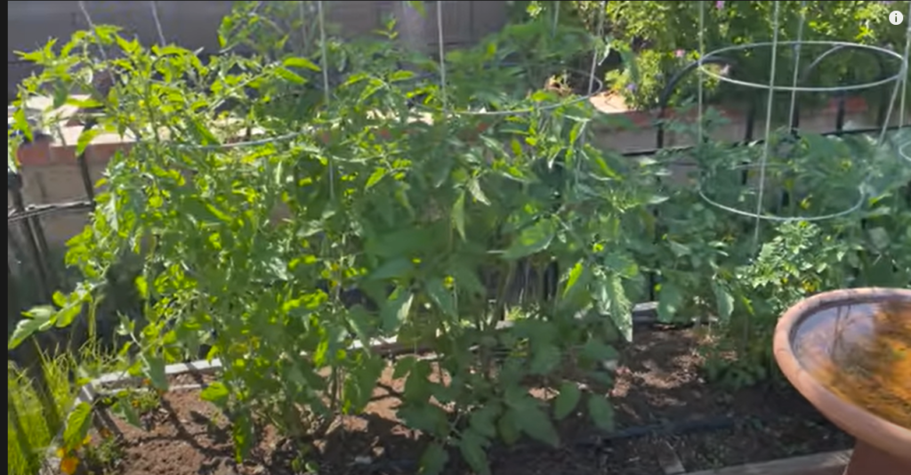 Tomatoes